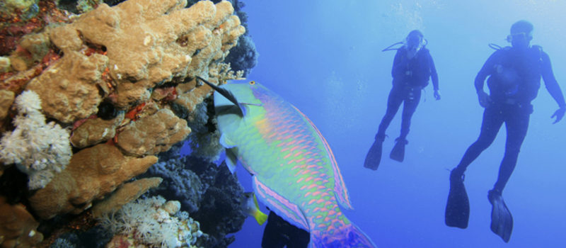 Puerto Vallarta PADI Instructor Development Course